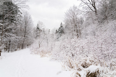 Path along Wilket Creek I