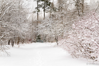 Path along Wilket Creek II
