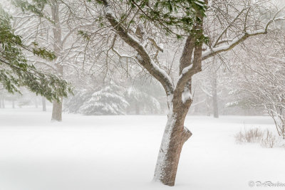 The Blowing Snow