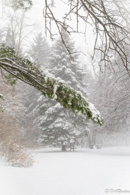 Snow on Pine Tree