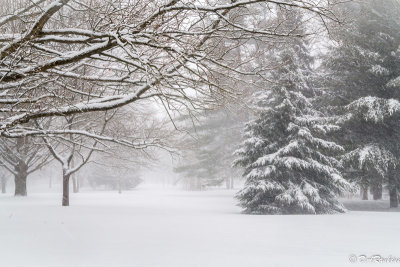 Blowing snow in Edwards Gardens