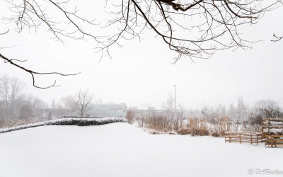 Garden in Snow