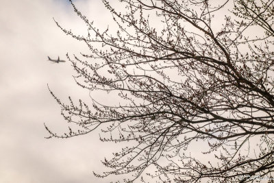 Maple Buds