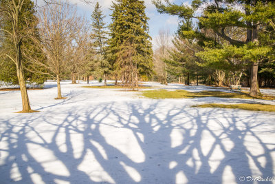 The Shadow of Trees