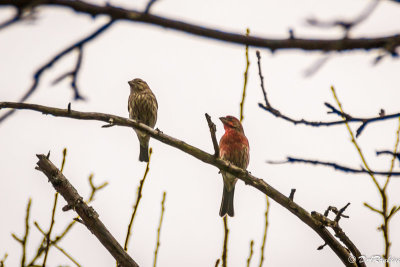 House Finches in April