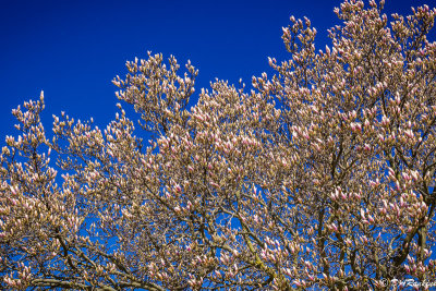 Magnolias in Profusion