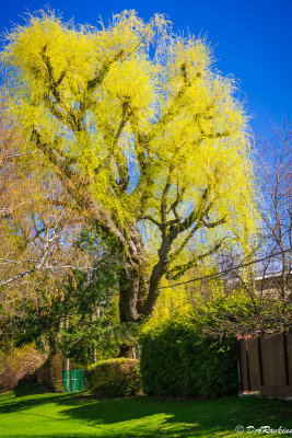 The Willow in May I