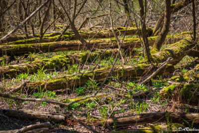 The Undergrowth in Spring III