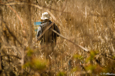The Painter in the Reeds II