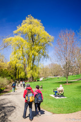 The Willow in May II