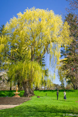 The Willow In May III