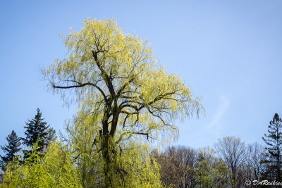 The Willow In May IV