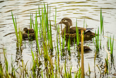 Wood Ducks In the Reeds I