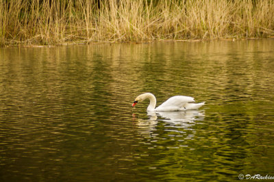 Swan and Reflection