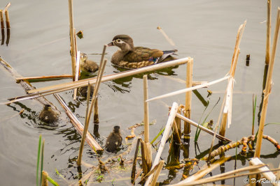  Wood Ducks In the Reeds II