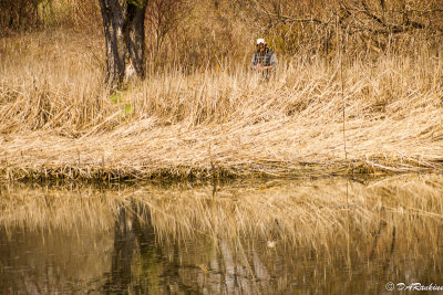The Painter in the Reeds I