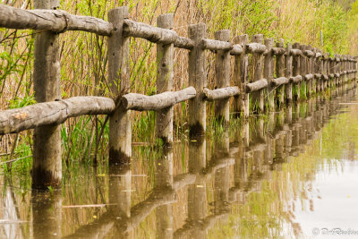 The Flooding of Rouge Park 