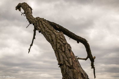 Purple Martin on Dead Tree II