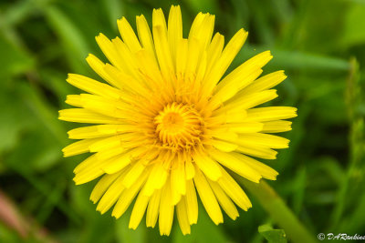 Dandelion-