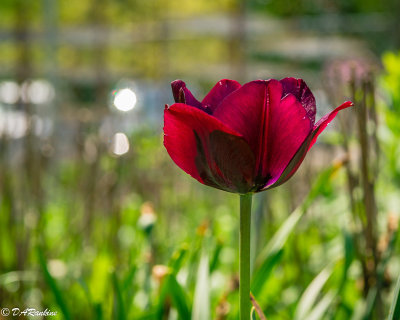 Tulip in Red I