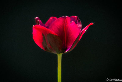 Tulip in Red II
