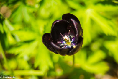 Black Tulip