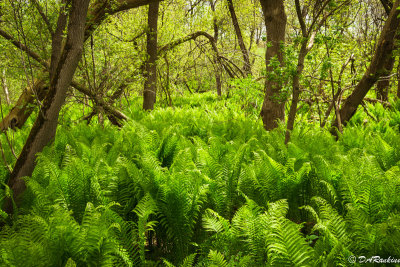 Fiddlehead Ferns in the Undergrowth