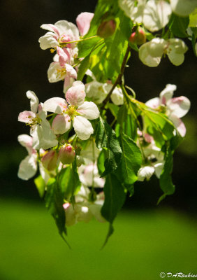 Apple Blossoms