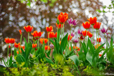 Tulips