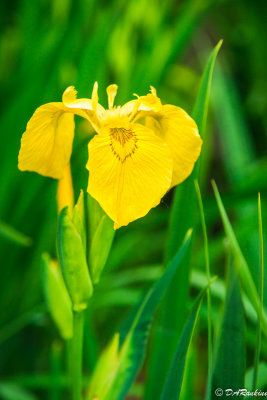 Iris in Yellow