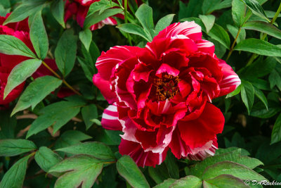 Peony in Red