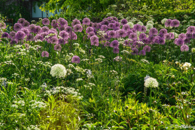 Wild Onions 
