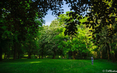 Chestnut Tree in Bloom