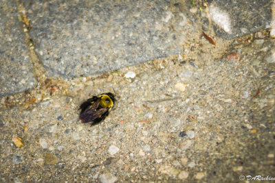 The Bee that fell from the sky