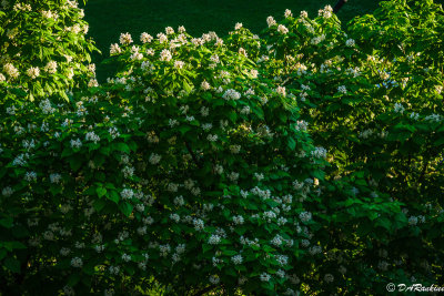 Catalpa Tree in Bloom