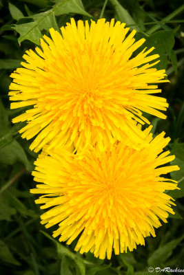 Dandelions Together