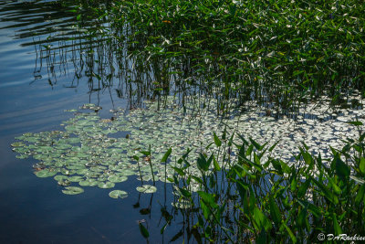 Water Lilies