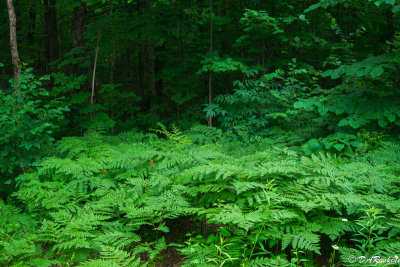 The ferns go far into the undergrowth