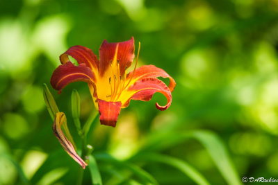 Day Lily