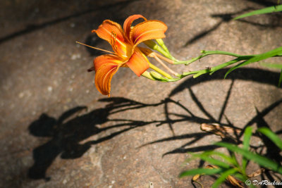 Day Lily and Shadow