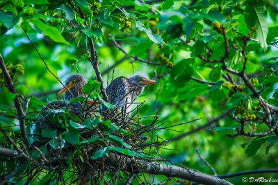 Green Heron Nestlings I