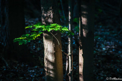 Sunlight on Maple Leaves