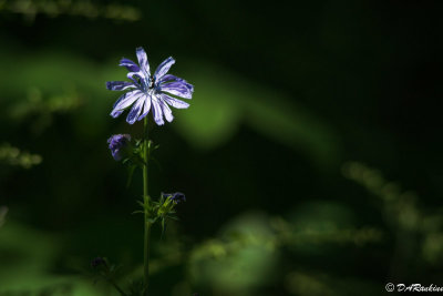 Chickory in Sunlight