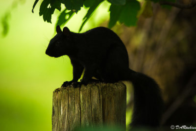 Squirrel on Post