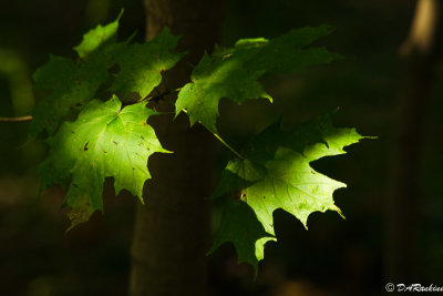 Sunlight on Maple Leaves I