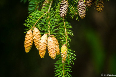 Spruce Cones