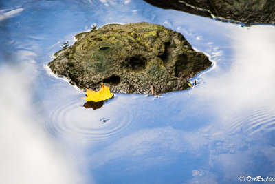 Maple Leaf and Water Skipper