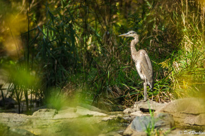 Blue Heron on Wilket Creek I