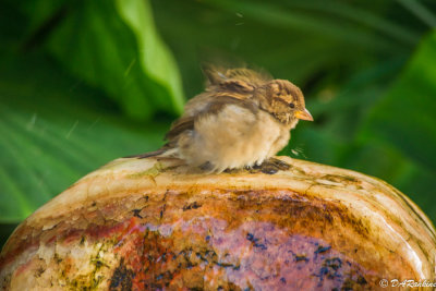 Sparrow and Fountain I