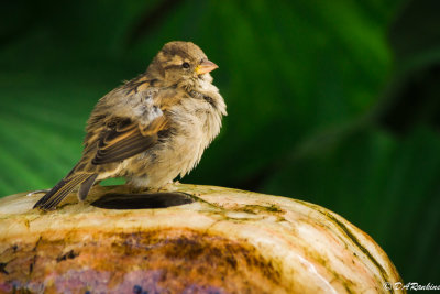Sparrow and Fountain II